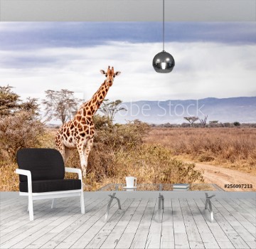 Picture of Rothschild Giraffe Along Road in Kenya Africa